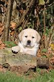 LABRADOR 295